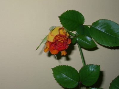 IMGP3136.JPG