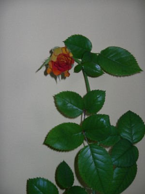 IMGP3135.JPG