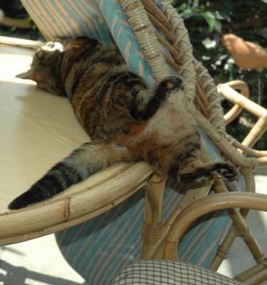 unmögliche Katze.JPG