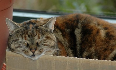 DSC_0018.JPG