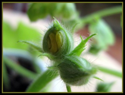 voreilige Zucchini-Blüte.JPG