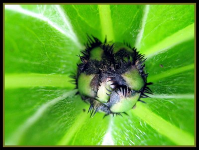 1. Knospe Berg-Flockenblume - Centaurea montana.JPG