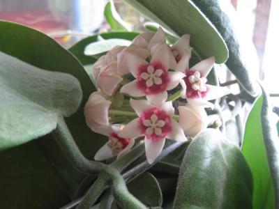 Hoya.jpg
