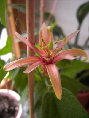 Passiflora adularia.jpg