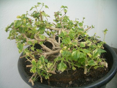 CIMG0170_800x600.jpg