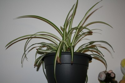 Pflanzen 003.jpg