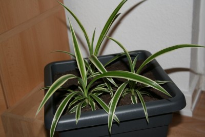 Pflanzen 007.jpg