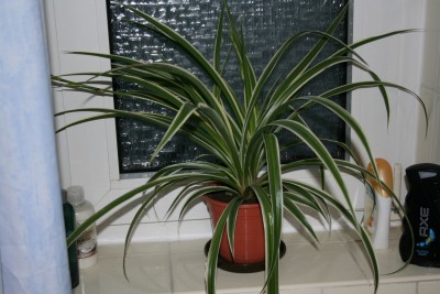 Pflanzen 001.jpg