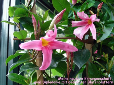 neue Dipladenie w.jpg