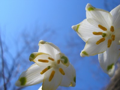 leucojum.JPG