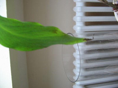 banane12 022.jpg