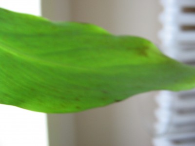 banane12 021.jpg