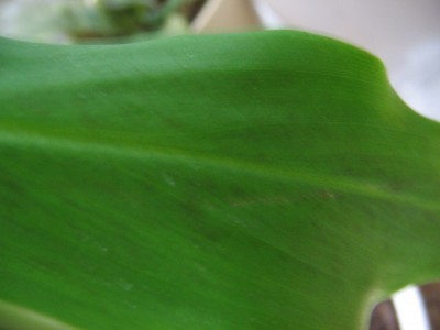 banane12 020.jpg