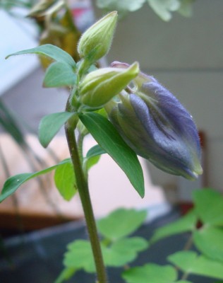 30.04.2008 knospe.jpg