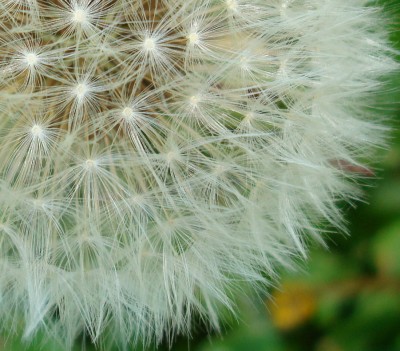 30.04.2008 pusteblume.jpg