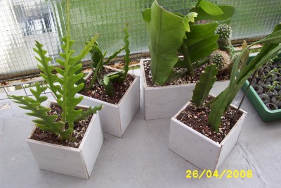 Green2_1316.JPG