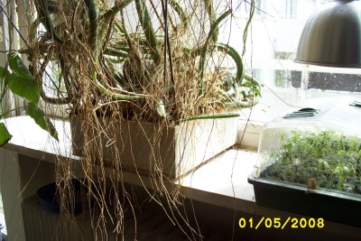 Green2_1325.JPG