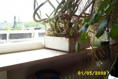 Green2_1324.JPG