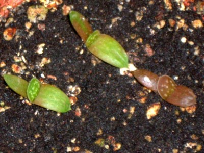 Hirschzungen am 01.05.08.JPG