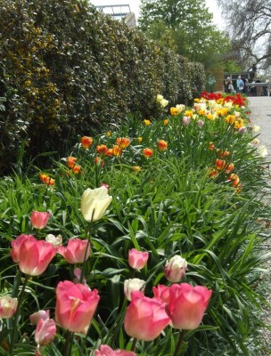 DSCF2529.JPG