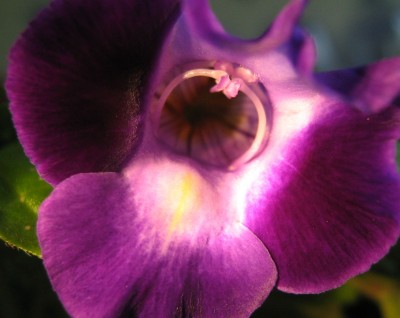 Torenia 1.jpg