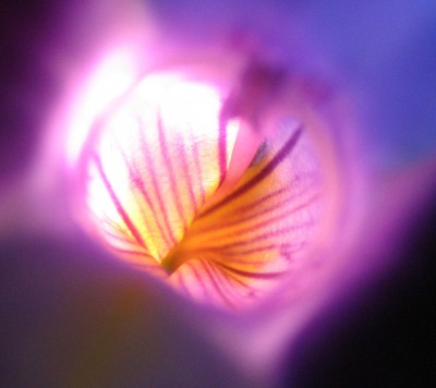 Torenia 2.jpg