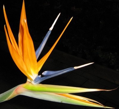 Strelizienblüte.jpg