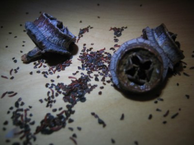Bild 939.jpg