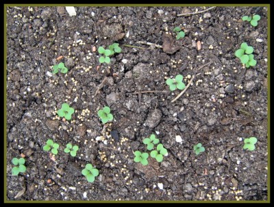 weisser Senf -  Sinapis alba L. (Brassica alba).JPG
