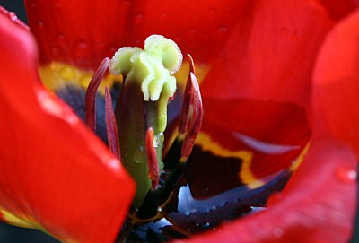 Blume5-ausschnitt.jpg