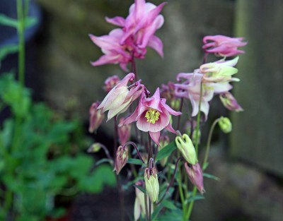 blume4.jpg