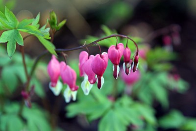 blume3.jpg