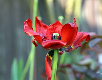 Blume.jpg
