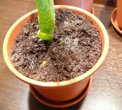 Aloe Vera kindelt schon  Pflegen & Schneiden & Veredeln  GREEN24 Pflanzen  & Garten Forum