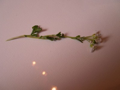 PIC_3679.JPG
