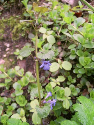 PIC_3674.JPG
