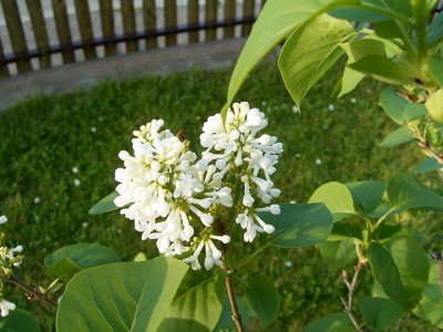 RIMG0156.JPG