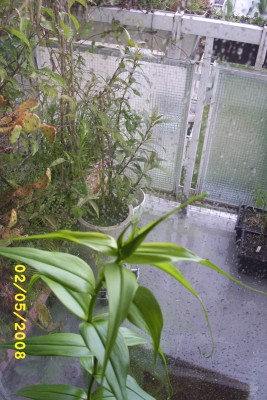 Green2_1327.JPG