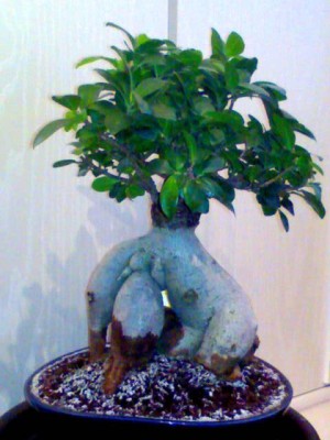 Ficus retusa (Ficus microcarpa ´Ginseng´).JPG