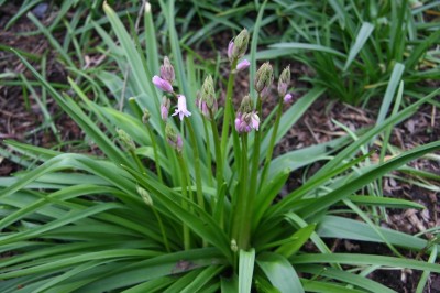 zwiebelblume.jpg