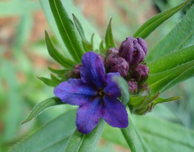 02.05.2008 lithospermum.jpg