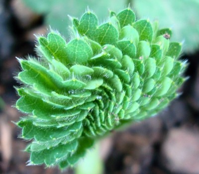 02.05.2008 alchemilla.jpg