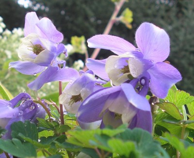 flabellata blue1.jpg