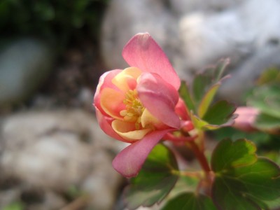 rosacreme1.jpg