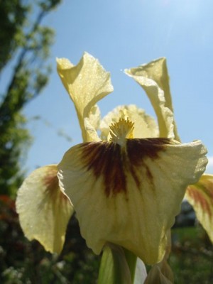 gleaming gold31.jpg