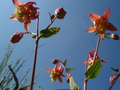 canadensis1.jpg