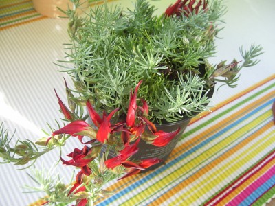 balkon 006m.jpg