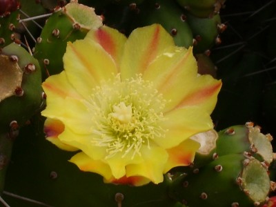 Teneriffa Nord (12.-26.9.07) 046.jpg
