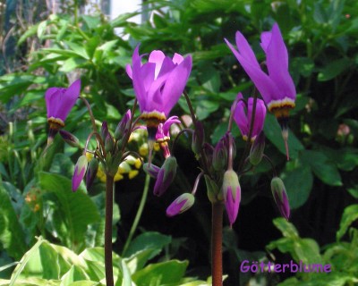 Götterblume 1 w.jpg