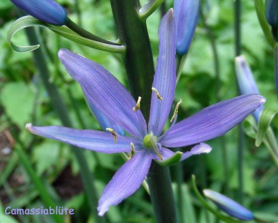 Camassia-Blüte w.jpg